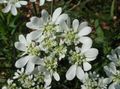 Foto Minoischen Spitze, Weiße Spitze-Blumen Beschreibung, Merkmale und wächst