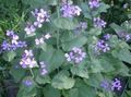 liliowy Ogrodowe Kwiaty Roczny Uczciwość (Lunaria) zdjęcie, uprawa i opis, charakterystyka i hodowla