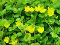 gul Have Blomster Moneywort, Krybende Jenny, Lysimachia nummularia Foto, dyrkning og beskrivelse, egenskaber og voksende
