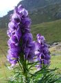purpurowy Ogrodowe Kwiaty Tojad Napellus, Aconitum zdjęcie, uprawa i opis, charakterystyka i hodowla