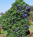 Photo Morning Glory, Blue Dawn Flower description, characteristics and growing