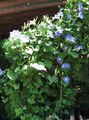 Foto Winde, Blaue Dämmerung Blumen Beschreibung, Merkmale und wächst