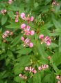 粉红色 蚊子花, Lopezia racemosa 照, 养殖 和 描述, 特点 和 成长