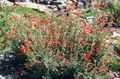 Foto Narrowleaf California Fuchsie, Hoary Fuchsie, Kolibri Trompete Beschreibung, Merkmale und wächst