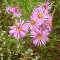 Photo New England aster description, characteristics and growing