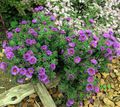 Photo New England aster description, characteristics and growing