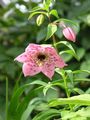 rosa Hage blomster Nomocharis Bilde, dyrking og beskrivelse, kjennetegn og voksende
