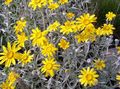 geel Oregon Sunshine, Wollige Zonnebloem, Wollige Daisy, Eriophyllum foto, teelt en beschrijving, karakteristieken en groeiend
