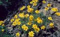 geltonas Sodo Gėlės Oregon Saulės, Gauruotas Saulėgrąžų, Gauruotas Daisy, Eriophyllum Nuotrauka, auginimas ir aprašymas, charakteristikos ir augantis