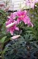 Foto Orientalische Lilie Beschreibung, Merkmale und wächst