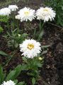 Photo Ox-eye daisy, Shasta daisy, Field Daisy, Marguerite, Moon Daisy description, characteristics and growing