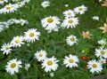 თეთრი ბაღის ყვავილები Ox თვალის Daisy, Shasta Daisy, ველი Daisy, მარგარიტა, მთვარე Daisy, Leucanthemum სურათი, გაშენების და აღწერა, მახასიათებლები და იზრდება