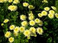 Foto Gemaltes Gänseblümchen, Goldene Feder, Goldene Mutterkraut Beschreibung, Merkmale und wächst