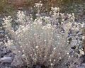 white Garden Flowers Pearl everlasting, Anaphalis Photo, cultivation and description, characteristics and growing