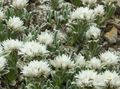white Garden Flowers Pearl everlasting, Anaphalis Photo, cultivation and description, characteristics and growing