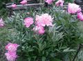 ροζ Λουλούδια κήπου Παιωνία, Paeonia φωτογραφία, καλλιέργεια και περιγραφή, χαρακτηριστικά και φυτοκομεία