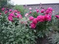 червен Градински цветове Божур, Paeonia снимка, отглеждане и описание, характеристики и култивиране