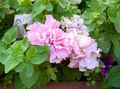 pink Have Blomster Petunia Foto, dyrkning og beskrivelse, egenskaber og voksende
