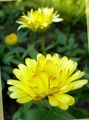 geel Goudsbloem, Calendula officinalis foto, teelt en beschrijving, karakteristieken en groeiend