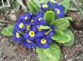 blue Garden Flowers Primrose, Primula Photo, cultivation and description, characteristics and growing