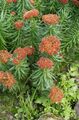 赤 庭の花 ロディオラ、イワベンケイ、セダム、leedyのイワベンケイ、マンネングサ, Rhodiola フォト, 栽培 と 説明, 特性 と 成長