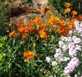 appelsin Have Blomster Zistrose, Helianthemum Foto, dyrkning og beskrivelse, egenskaber og voksende