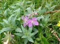 roz Gradina Flori Rosebay Willowherb, Epilobium fotografie, cultivare și descriere, caracteristici și în creștere