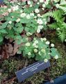 Photo Rue anemone description, characteristics and growing