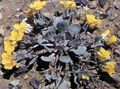 dzeltens Dārza Ziedi Rydberg Twinpod, Dubultā Bladderpod, Physaria Foto, audzēšana un apraksts, raksturlielumi un augošs