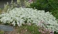 blanco Flores de jardín Sandwort, Minuartia Foto, cultivo y descripción, características y cultivación
