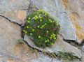 gelb Gartenblumen Saxifraga Foto, Anbau und Beschreibung, Merkmale und wächst