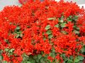 punane Aias Lilli Scarlet Salvei, Punane Salvei, Salvia splendens Foto, kultiveerimine ja kirjeldus, omadused ja kasvav