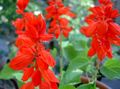 Foto Scharlach Salbei, Rot Salbei, Rote Salvia Beschreibung, Merkmale und wächst