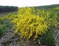 sarı Bahçe Çiçekleri İskoç Süpürge, Broomtops, Ortak Süpürge, Avrupa Süpürge, İrlandalı Süpürge, Sarothamnus scoparius fotoğraf, yetiştirme ve tanım, özellikleri ve büyüyen