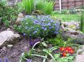 lyse blå Hage blomster Scrambling Gromwell, Lithospermum Bilde, dyrking og beskrivelse, kjennetegn og voksende