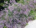 Photo Sea lavender description, characteristics and growing