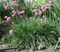 Photo Sea pink, Sea thrift description, characteristics and growing