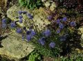 Photo Sheep's bit Scabious, Creeping Winter Savory description, characteristics and growing