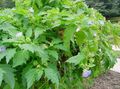hellblau Gartenblumen Shoofly Pflanze, Apfel Von Peru, Nicandra physaloides Foto, Anbau und Beschreibung, Merkmale und wächst
