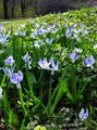 azul claro Flores de jardín Squill Siberiano, Scilla Foto, cultivo y descripción, características y cultivación