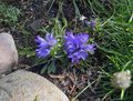 Foto Silbernen Zwergglockenblume Beschreibung, Merkmale und wächst