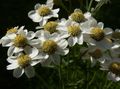 hvid Have Blomster Sneezewort, Sneezeweed, Brideflower, Achillea ptarmica Foto, dyrkning og beskrivelse, egenskaber og voksende
