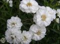λευκό Λουλούδια κήπου Sneezewort, Sneezeweed, Brideflower, Achillea ptarmica φωτογραφία, καλλιέργεια και περιγραφή, χαρακτηριστικά και φυτοκομεία