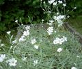 vit Trädgårdsblommor Snö-I-Sommar, Cerastium Fil, uppodling och beskrivning, egenskaper och odling