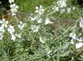 branco Flores do Jardim Neve-Em-Verão, Cerastium foto, cultivo e descrição, características e crescente