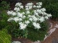 baltas Sodo Gėlės Sniego-On-The-Mountain, Euphorbia marginata Nuotrauka, auginimas ir aprašymas, charakteristikos ir augantis