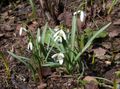 wit Tuin Bloemen Sneeuwklokje, Galanthus foto, teelt en beschrijving, karakteristieken en groeiend