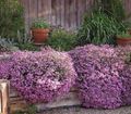 pink Garden Flowers Soapwort, Saponaria Photo, cultivation and description, characteristics and growing