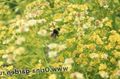gul Trädgårdsblommor Solidaster Fil, uppodling och beskrivning, egenskaper och odling