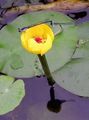 dzeltens Dārza Ziedi Dienvidu Spatterdock, Dzeltens Dīķis Lilija, Dzeltena Govs Lilija, Nuphar Foto, audzēšana un apraksts, raksturlielumi un augošs